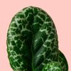 streptocarpus-tortuga-hoja