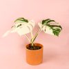 monstera variegada en maceta