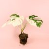 variegacion monstera planta