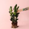 zamioculca-raven-planta