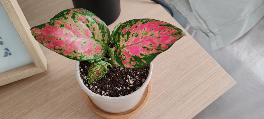 Imagen #1 de Nadia Salman Rodriguez