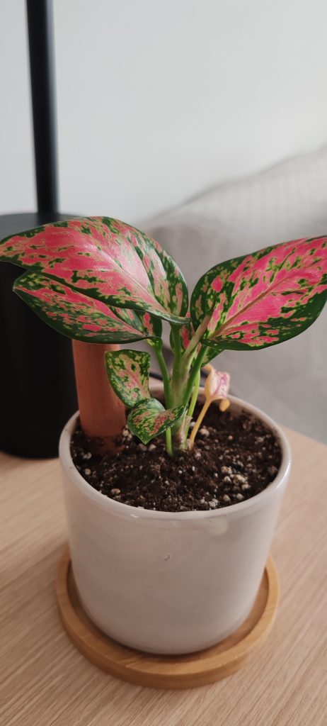 Imagen #2 de Nadia Salman Rodriguez