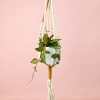 Dischidia-Pectenoides