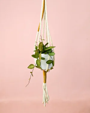 Dischidia Pectenoides-colgante