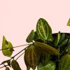 Dischidia-Pectenoides-hoja