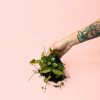 Dischidia-Pectenoides-planta