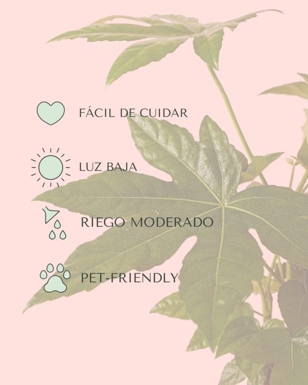 Fatsia japónica-cuidados