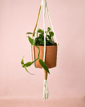 Orquidea-Vanilla-Planifolia