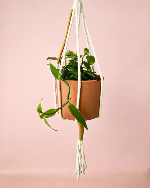 Orquidea Vanilla Planifolia-colgante
