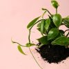 Orquidea-Vanilla-Planifolia-hoja