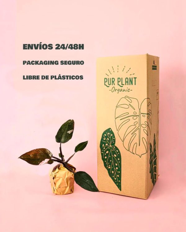Philodendron pink princess m -packaging