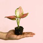 aglaonema-mini
