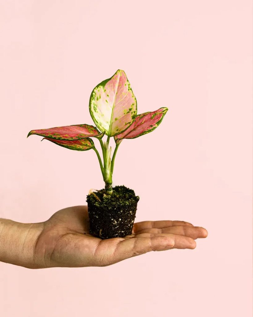 aglaonema-mini