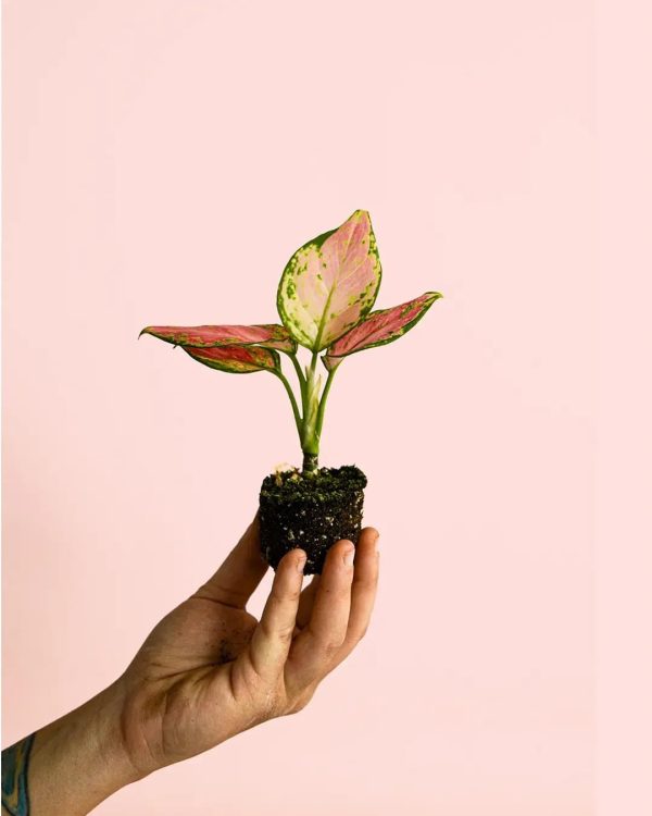 aglaonema-mini-mano