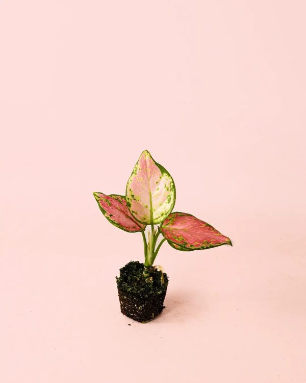 aglaonema-mini-planta