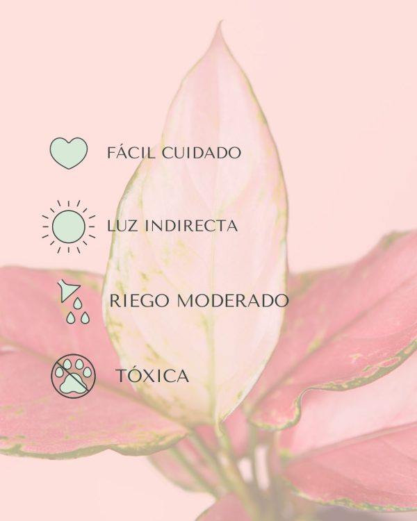 Aglaonema Pink Mini - Imagen 6