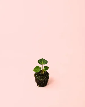 anthurium-clarinervium-mini