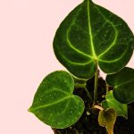 anthurium-clarinervium-mini-hoja