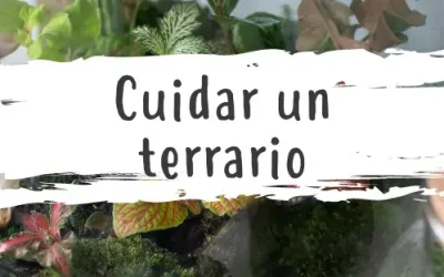Qué es y como cuidar un terrario