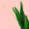 esparraguera-meyerii-hoja