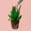 esparraguera-meyerii-planta
