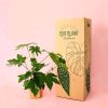 fatsia japónica packaging