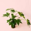 fatsia-japonica