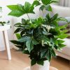 fatsia-japonica-contexto-salon (1)