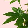 fatsia-japonica-hoja