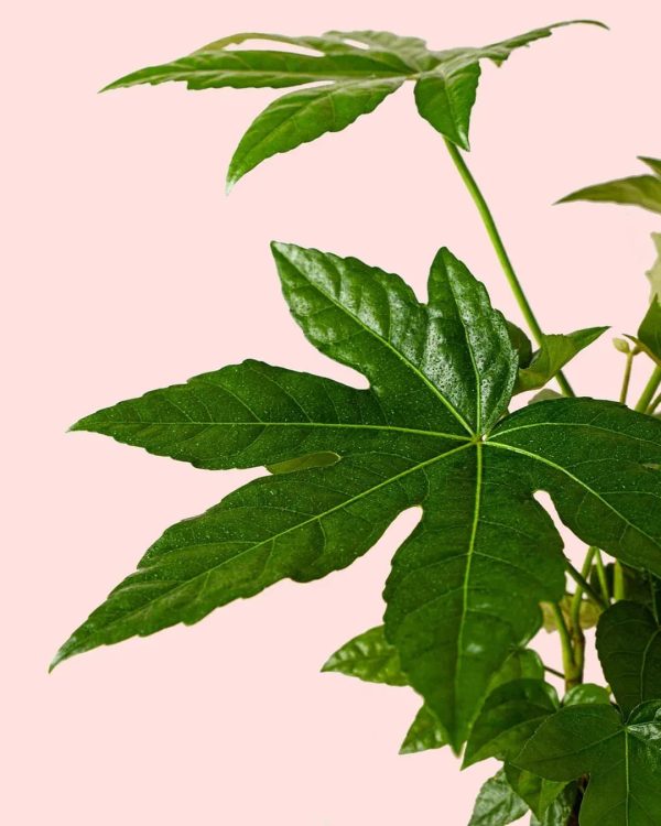 fatsia-japonica-hoja