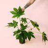fatsia-japonica-planta