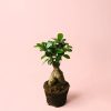 ficus-ginseng-m