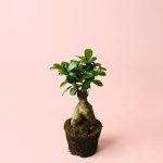ficus-ginseng-m
