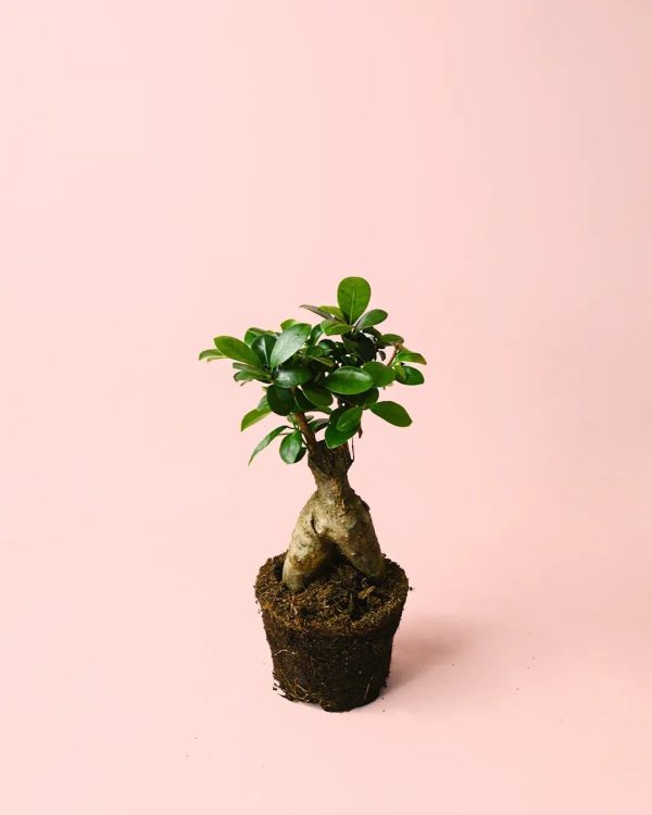 ficus-ginseng-m