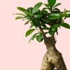 ficus-ginseng-m-hoja