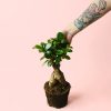 ficus-ginseng-m-planta