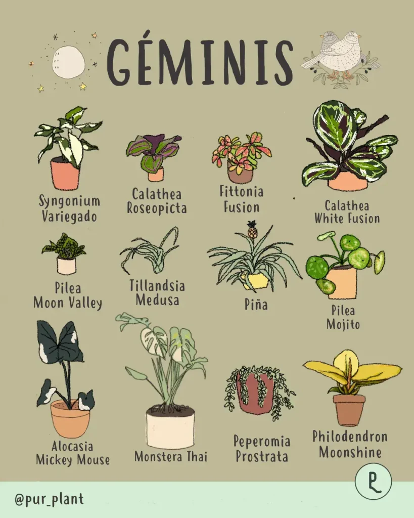 geminis