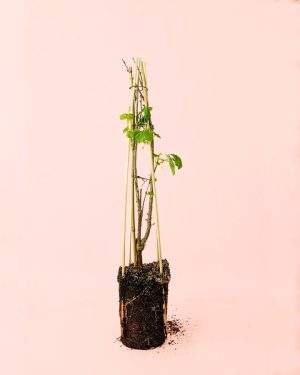 grosella negra