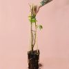 grosella-negra-arbol