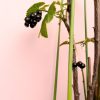 grosella negra fruto