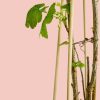 grosella-negra-hoja