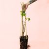 grosella negra planta
