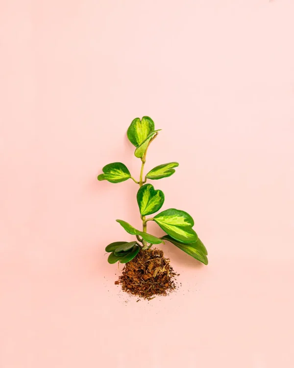 hoya-kerrii-fusion-multihojas