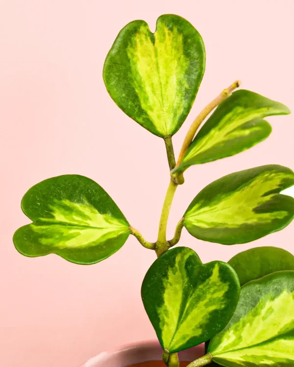 hoya-kerrii-fusion-multihojas-detalle