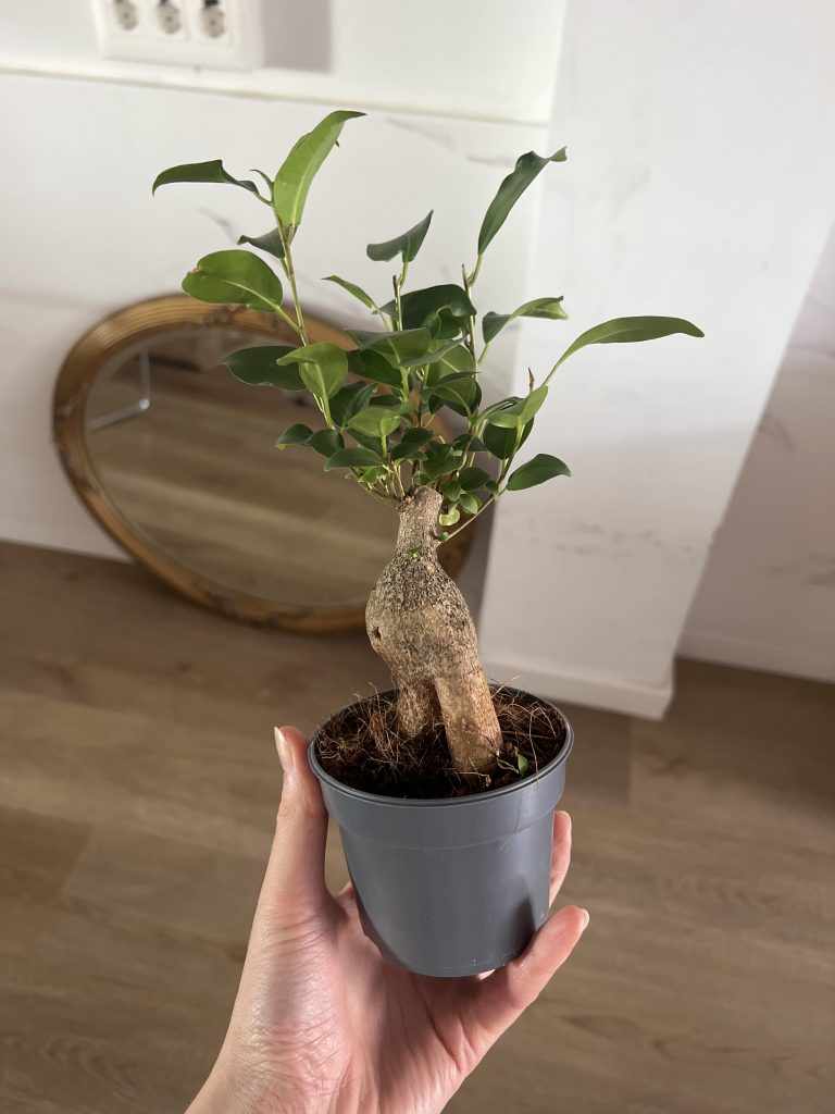 Imagen #1 de Gabriela