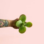 kalanchoe-planta