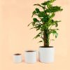 maceta-blanca-l-planta