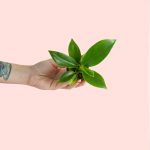 mini-philodendron-greenprincess