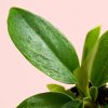 mini-philodendron-greenprincess-hojas