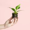 mini-philodendron-greenprincess-planta